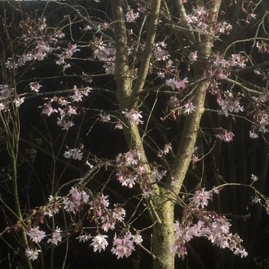Prunus x subhirtella 'Autumnalis Rosea'