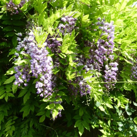 Plant image Wisteria floribunda 'Yae-kokuryu'