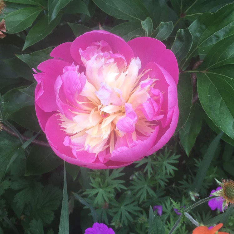 plant image 730992