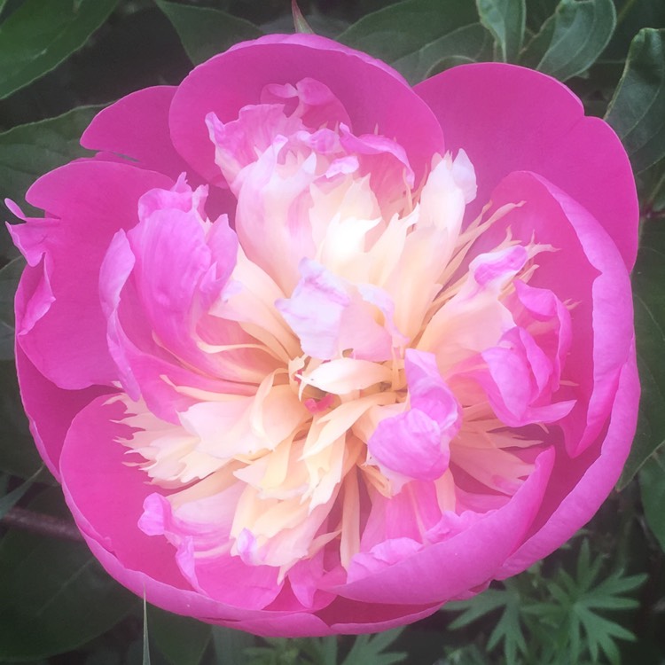plant image 742379