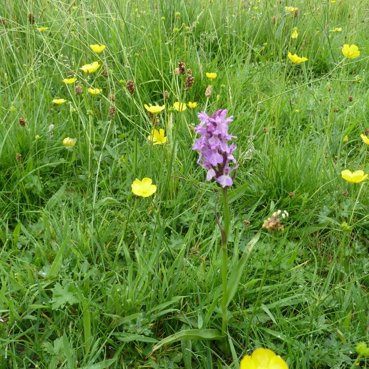 Plant image Dactylorhiza x grandis