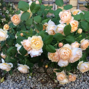 Rosa 'Ausowlish' syn. Rosa 'Roald Dahl'