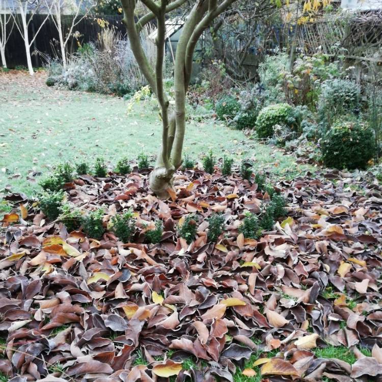 plant image 897543 plant image 897543