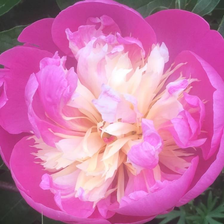 Plant image Paeonia lactiflora 'Bowl of Beauty'