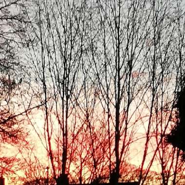 Betula utilis 'Jacquemontii'