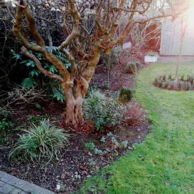 Sam's garden