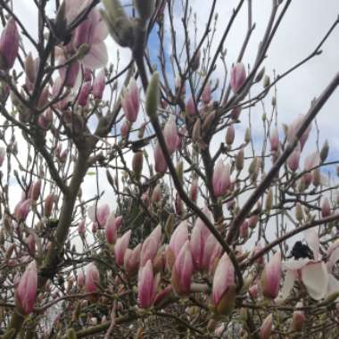 Magnolia x soulangeana