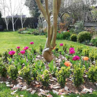 Sam's garden