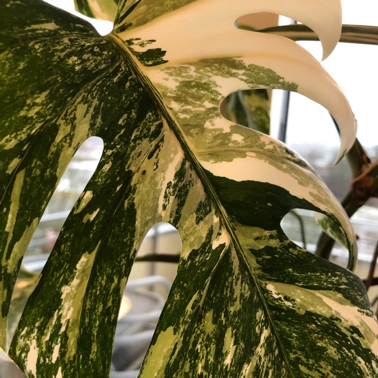 Plant image Monstera deliciosa 'Borsigiana Albovariegata' syn. Monstera borsigiana 'Albovariegata'