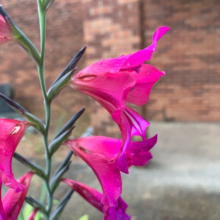 Plant image Penstemon 'Andenken an Friedrich Hahn' syn. Penstemon 'Garnet'