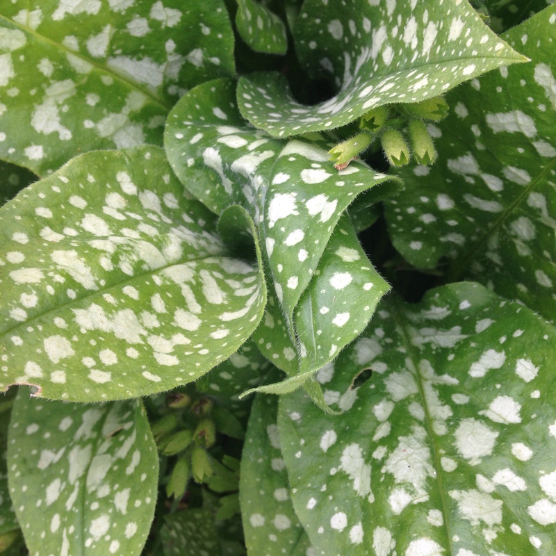 plant image 101881