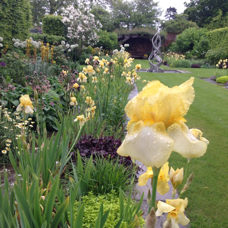 Iris x germanica 'Harvest of Memories'