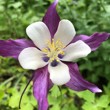 Aquilegia Caerulea