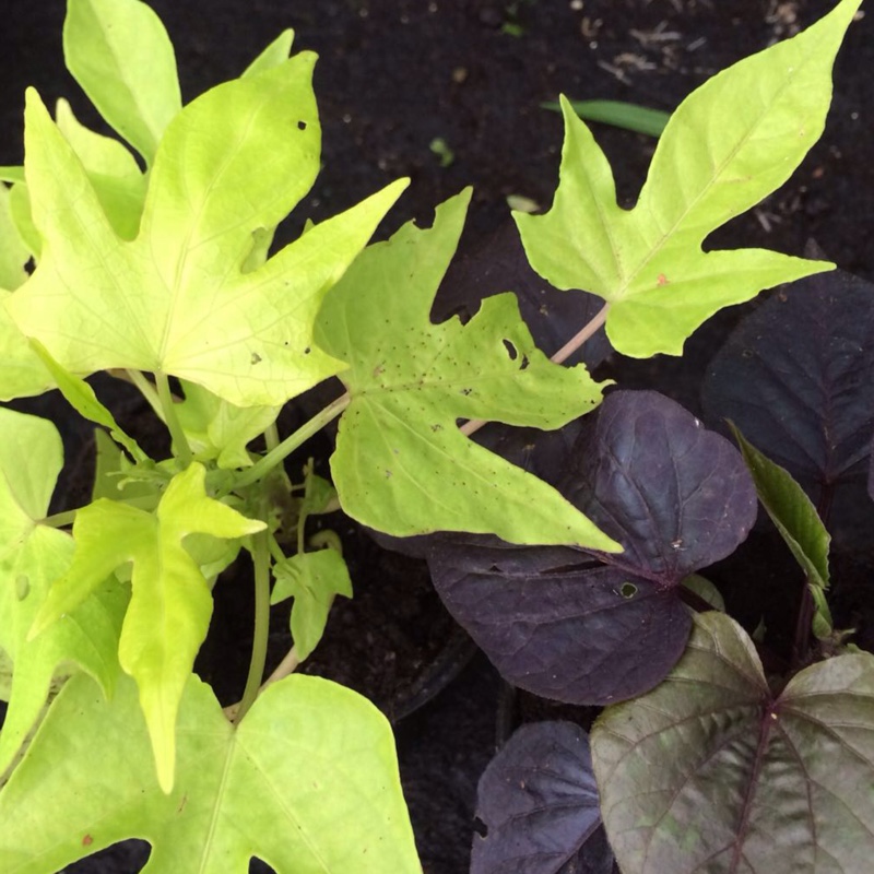 Plant image Ipomoea batatus 'Bright Ideas Black'