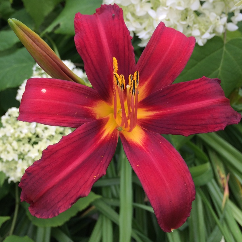 Plant image Hemerocallis 'Stafford'