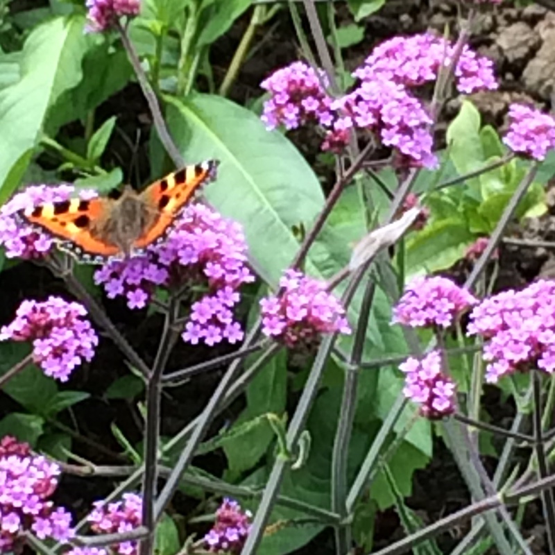 Verbena bonariensis 'Lollipop'