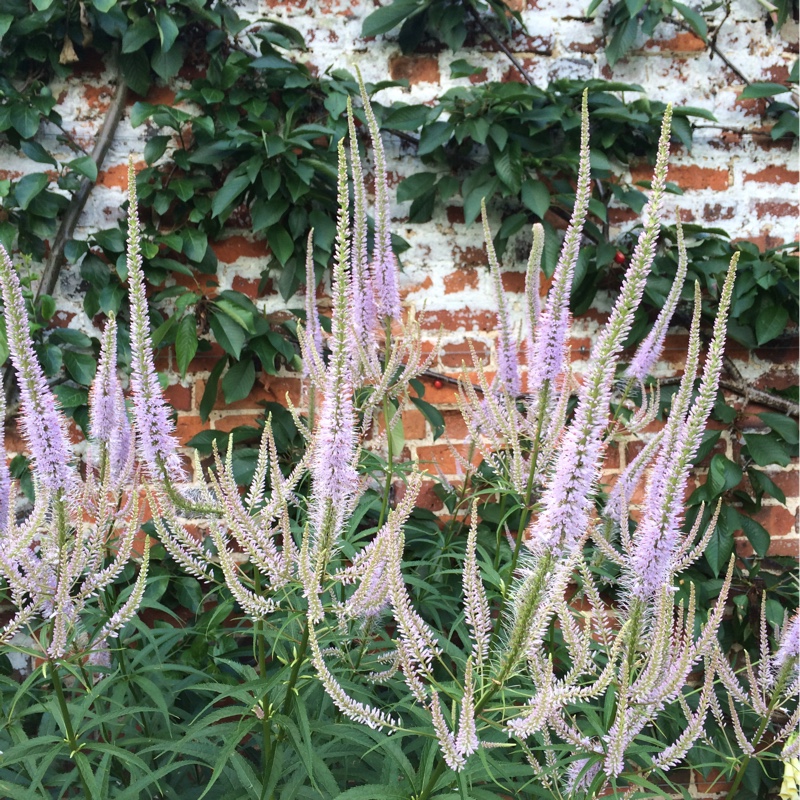 Plant image Veronicastrum virginicum syn. Veronica virginica