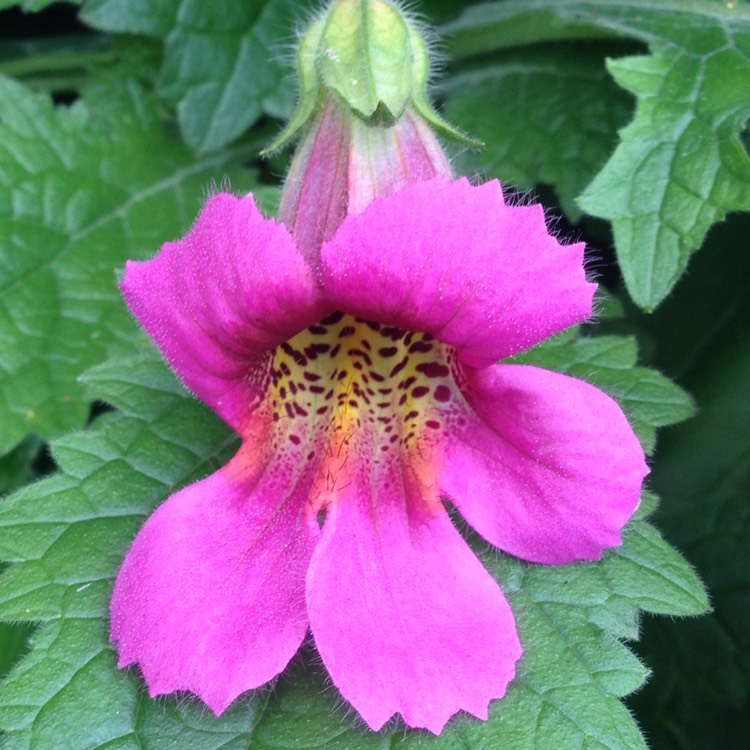 Plant image Rehmannia elata