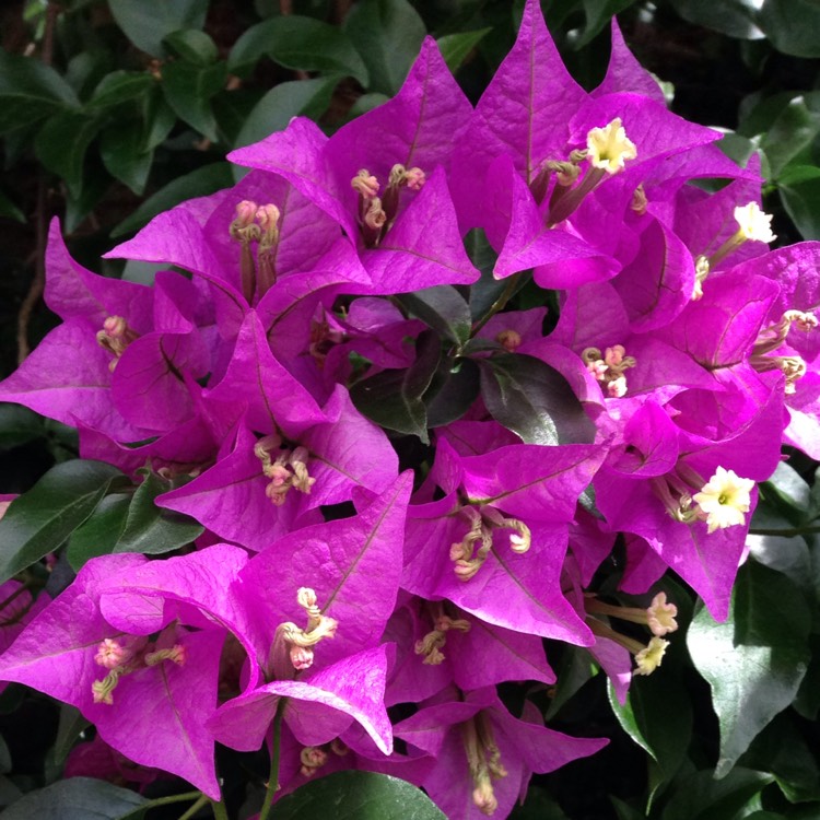 Plant image Bougainvillea