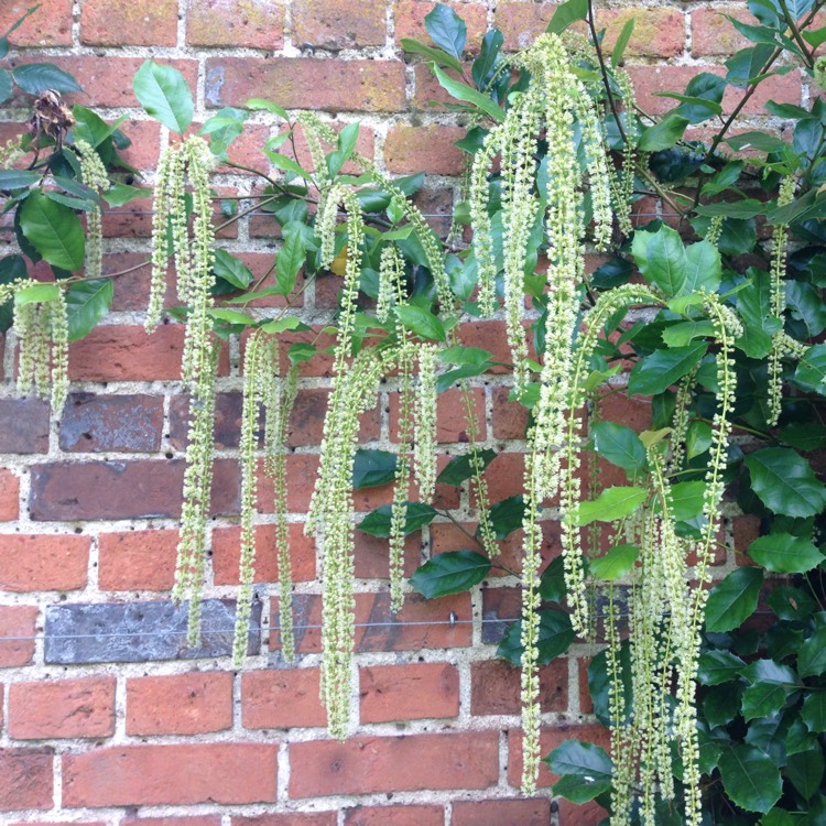 plant image 210302