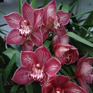 Cymbidium