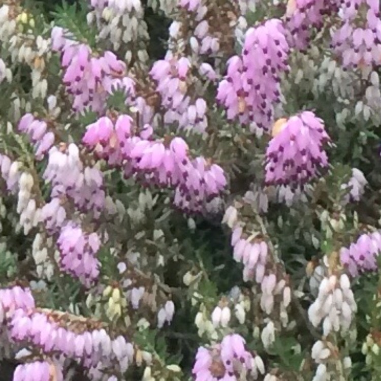 Plant image Erica carnea