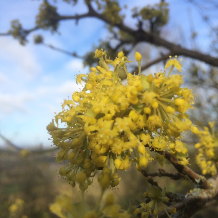 Plant image Cornus Mas