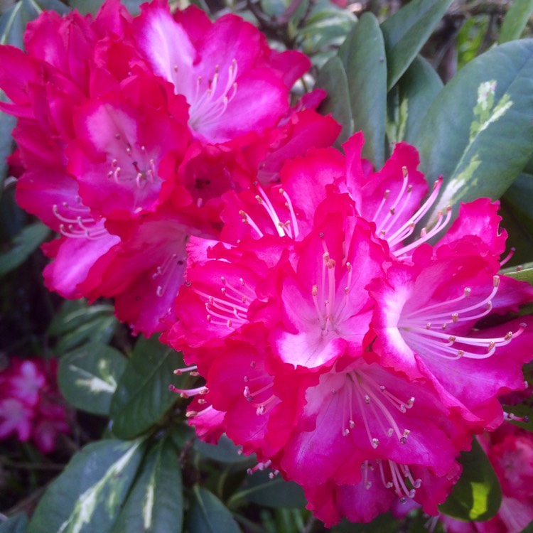 Plant image Rhododendron 'President Roosevelt'