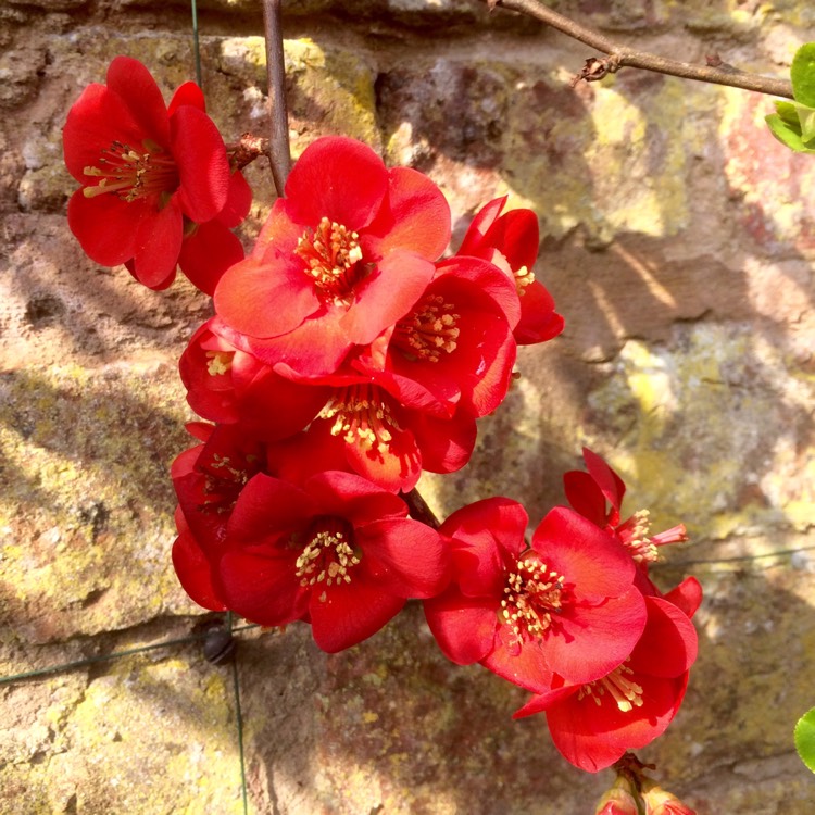 Plant image Chaenomeles japonica