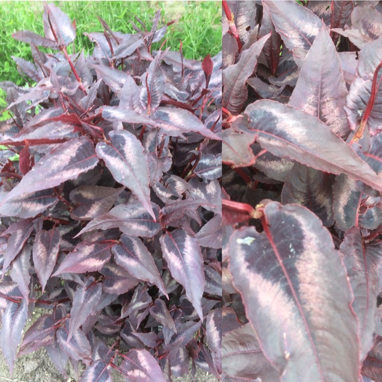 Plant image Persicaria microcephala 'Red Dragon'