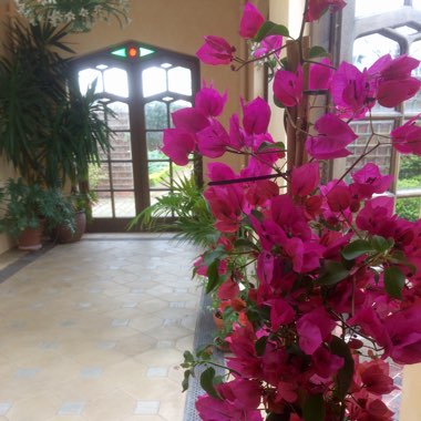 Bougainvillea 'Elsbeth'