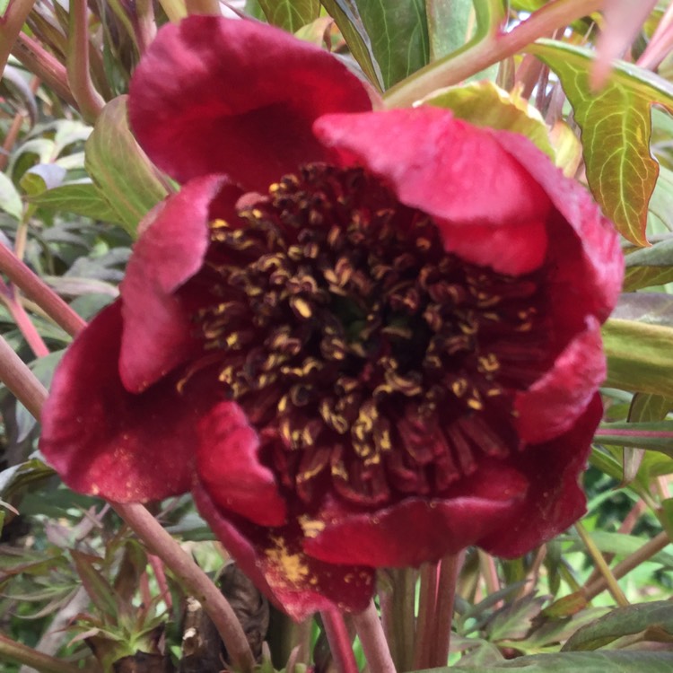 Plant image Paeonia delavayi