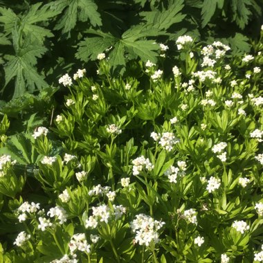 Galium odoratum syn. Asperula odorata