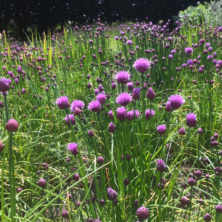 Plant image Allium schoenoprasum