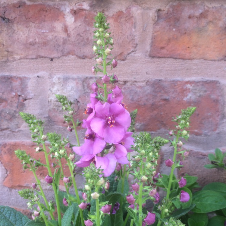Plant image Verbascum 'Pink Kisses'