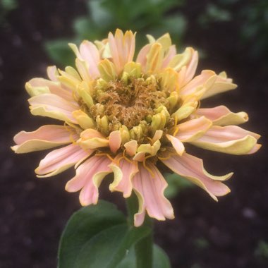 Zinnia elegans