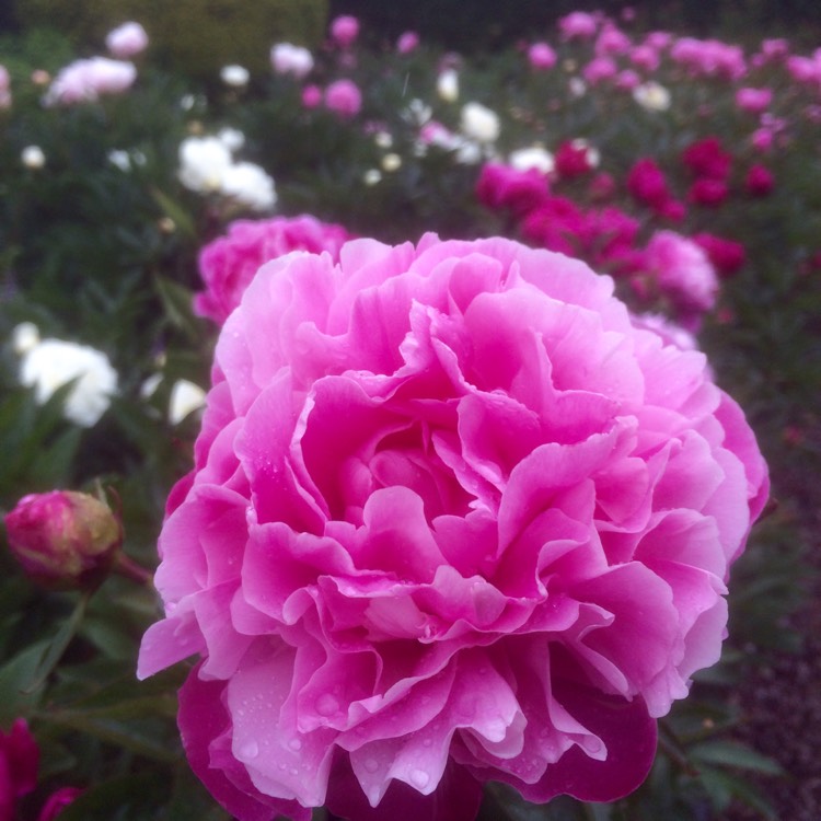 Plant image Paeonia lactiflora 'Dinner Plate'