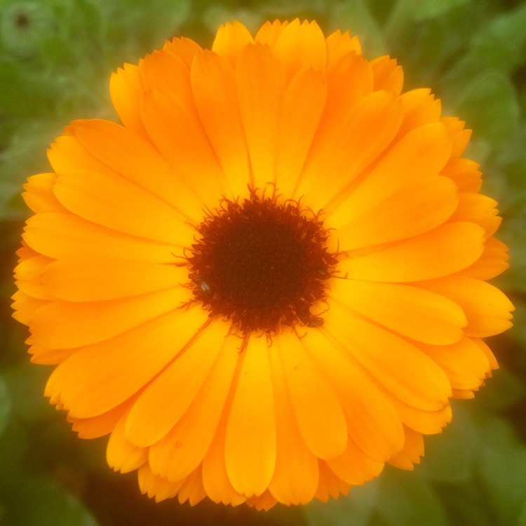 Plant image Calendula officinalis 'Indian Prince'