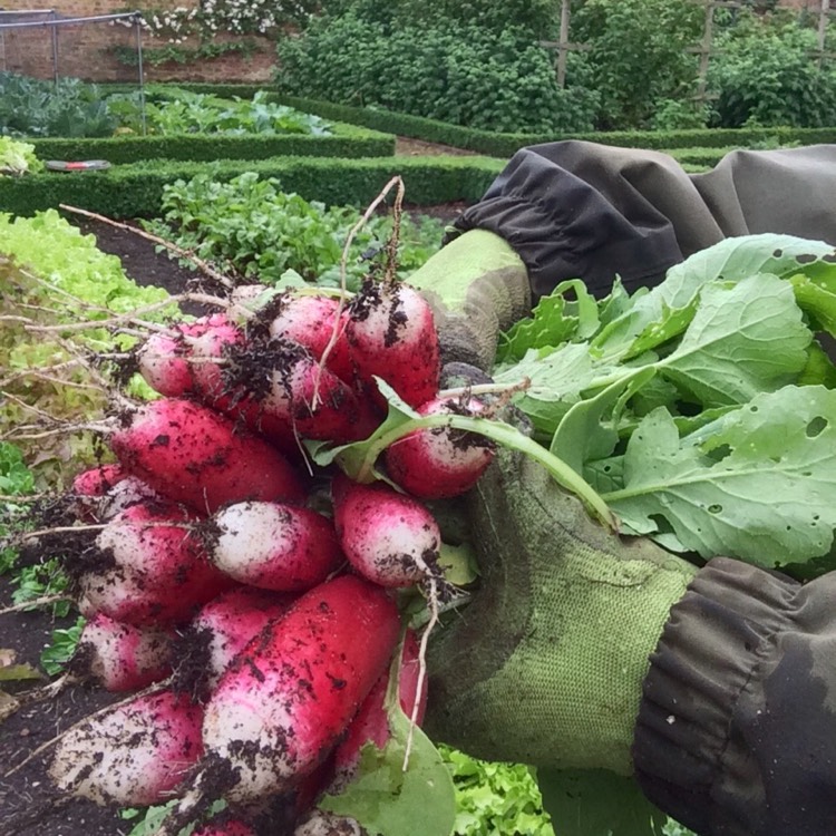 Plant image Raphanus sativus 'French Breakfast'