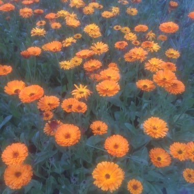 Calendula officinalis 'Indian Prince'