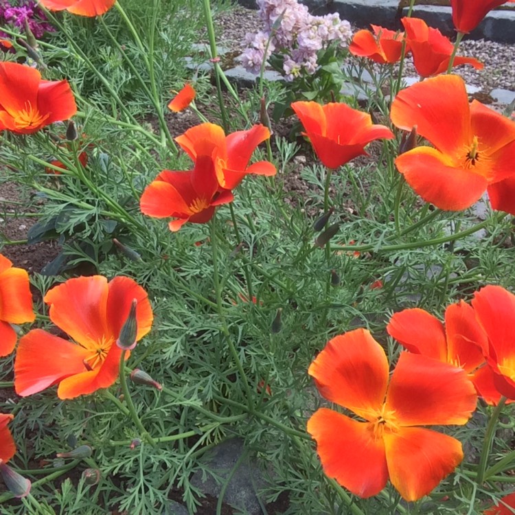 Plant image Eschscholzia californica