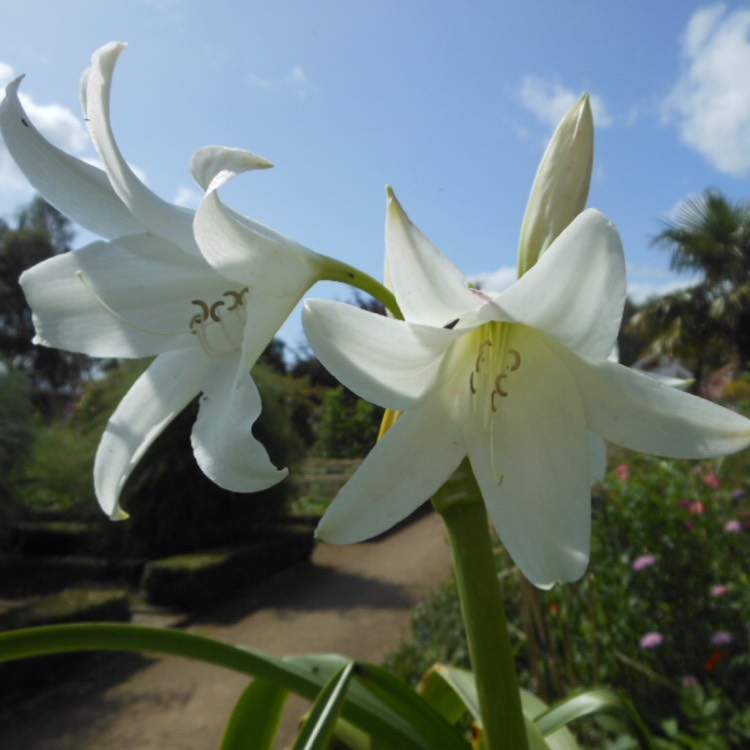 Plant image Crinum x powellii 'Album'