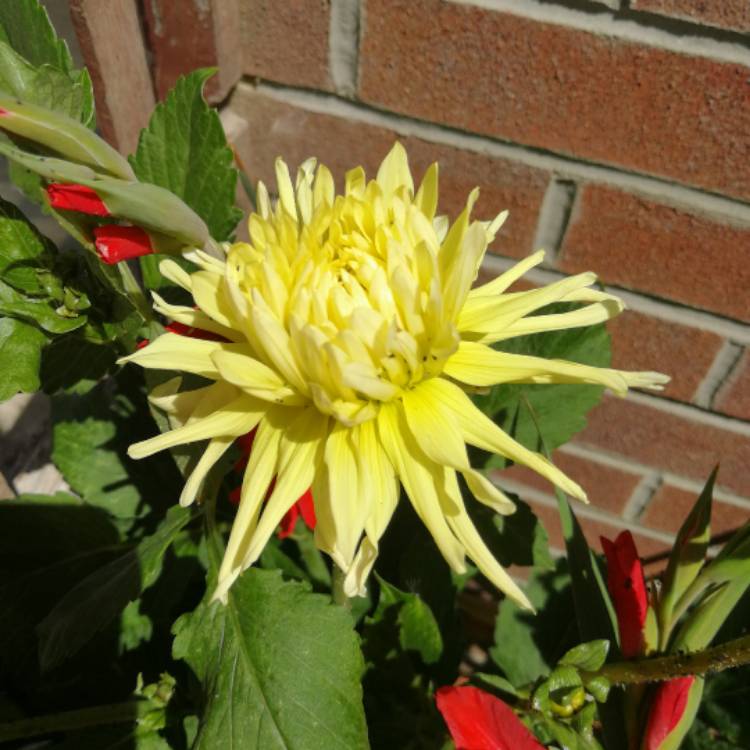 Plant image Dahlia 'My Love'