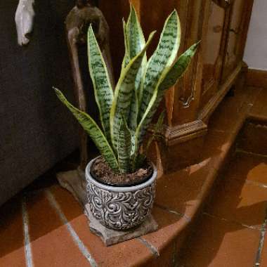 Sansevieria