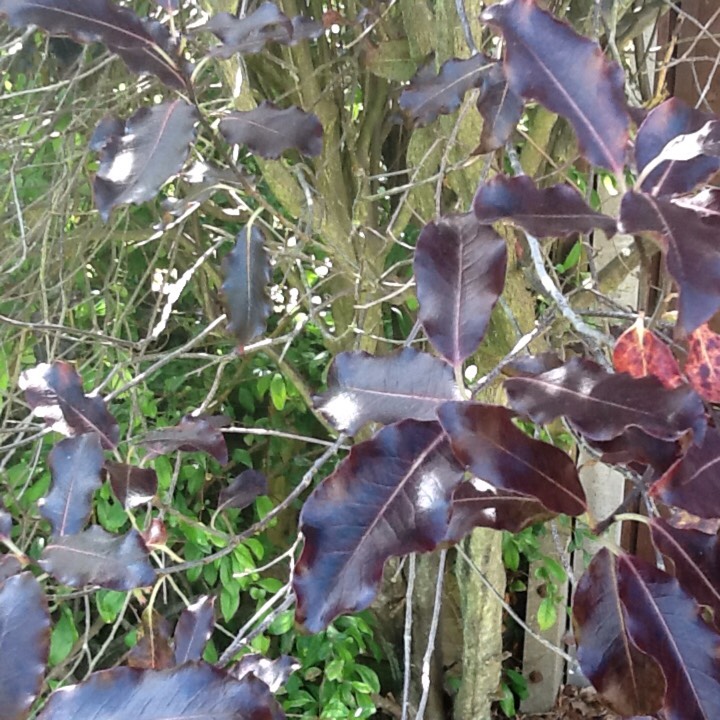 Plant image Pittosporum