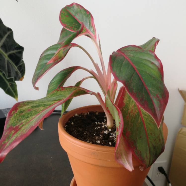 Plant image Aglaonema 'Miss Thailand'