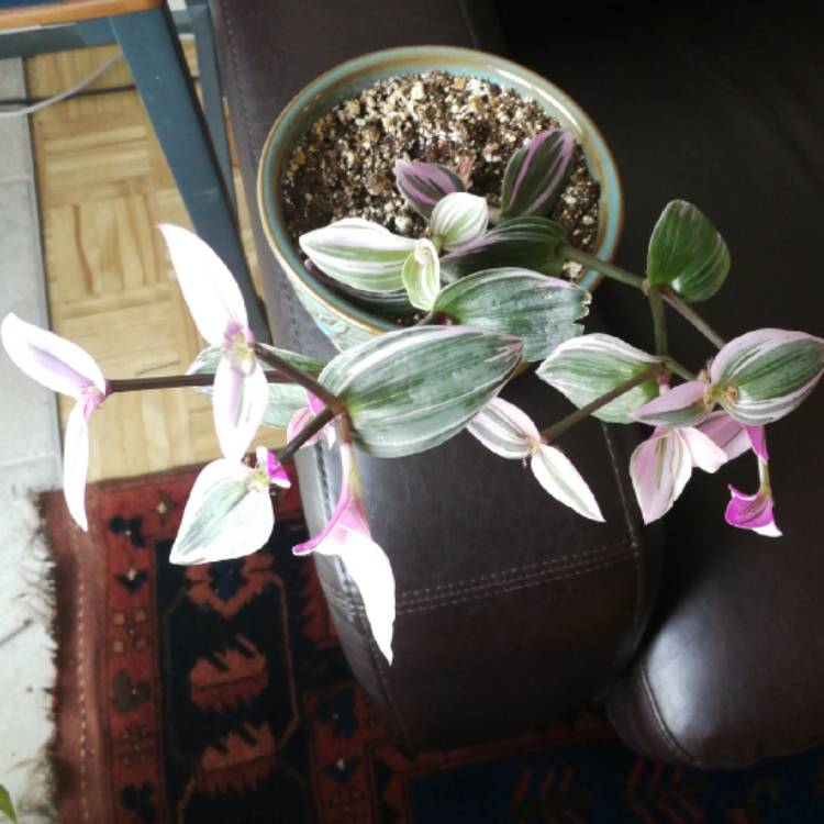 Plant image Tradescantia zebrina 'Discolor'