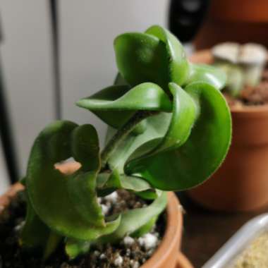 Hindu Rope Hoya