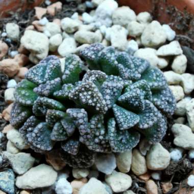 Titanopsis Calcarea (Living Jewel)