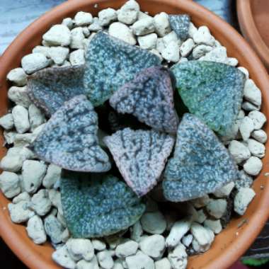 Haworthia 'Picta White Silver'
